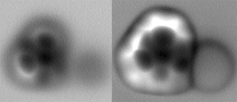AFM Molecule Images